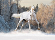 white horse in winter field
