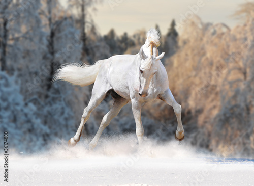Photo: white horse in winter field white horse in winter field