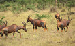 Common Tsessebe in Uganda