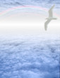 White Bird in Clouds