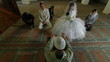 Video: Wedding Ceremony of Crimean Tatars in Mosque Wedding Ceremony of Crimean Tatars in Mosque