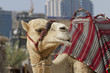 camel in Dubai