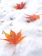 Foto: 初雪に落ちた紅葉 初雪に落ちた紅葉