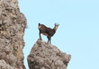 Chamois