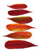 Blatt Farbspiel