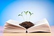 Knowledge concept with books and seedlings Knowledge concept with books and seedlings