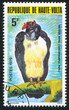 King Vulture