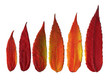 feuerfarbene Blattkomposition