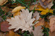 Autumn leaves