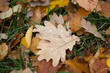 Autumn leaves