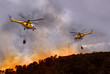 Forest Fire