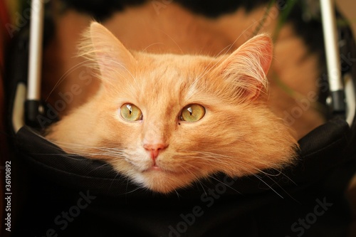 Photo: katze im einkaufskorb II katze im einkaufskorb II