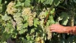 Autumn grape harvest