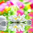 Seerose