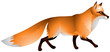 Fox with the red fur