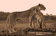 sepia of lioness and cub on signpost in Kenya