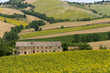 Marches (Italy) - Landscape at summer with sunflowers, farm Marches (Italy) - Landscape at summer with sunflowers, farm