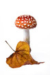 Foto: Herbstfund Herbstfund