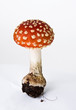 Foto: Amanita muscaria Amanita muscaria