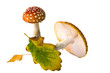 Foto: Pilze im Herbst Pilze im Herbst