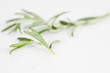 Foto: Thymian unscharf Thymian unscharf