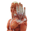 muscle man hey stop there