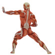muscle man karate pose back view