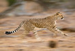Running cheetah