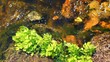 Чистая вода в горном ручье с растительностью Чистая вода в горном ручье с растительностью