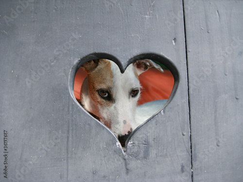 Foto: windhund windhund