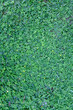 Green water plant