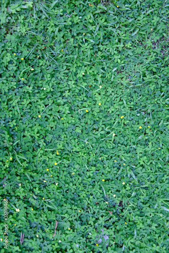 Photo: Green water plant Green water plant