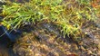 Чистая вода в горном ручье с растительностью Чистая вода в горном ручье с растительностью