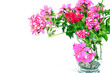 Geranien Pink