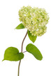 Lonely isolated Hydrangea bush