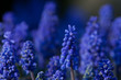 Common grape hyacinth