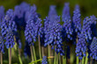Common grape hyacinth
