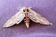 Schmetterling/Falter