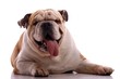 liegender Junghund englische Bulldogge frontal
