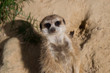 Meerkat