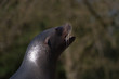 Sea lion