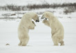 Fighting polar bears.