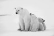 Polar she-bear with cubs.