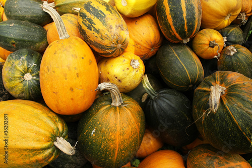 Photo: Various type of pumpkins Various type of pumpkins