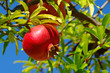 Photo: Granatapfel - pomegranate 23 Granatapfel - pomegranate 23