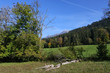 Forêt