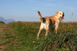 Un chien dans la montagne