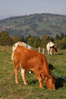 Des vaches dans la prairie