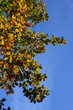 Feuillage d'automne