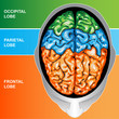 Human brain view top Human brain view top